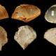 A sampling of clam shells modified by Neanderthals into scraping tools.